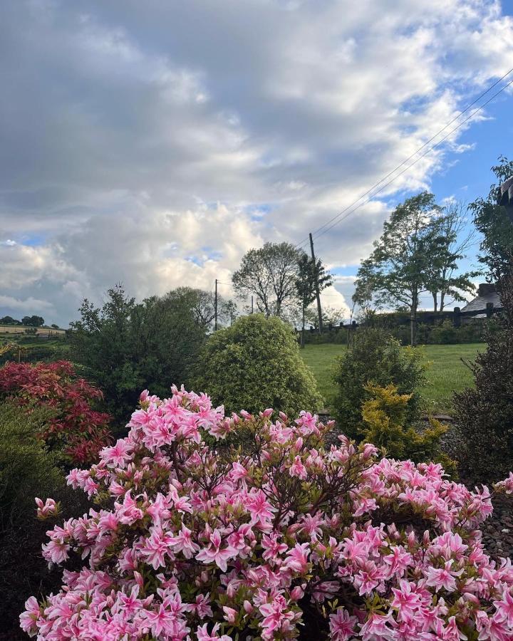 Dans Wee Cottage Slieve Croob Dromara Castlewellan Newcastle Exterior photo